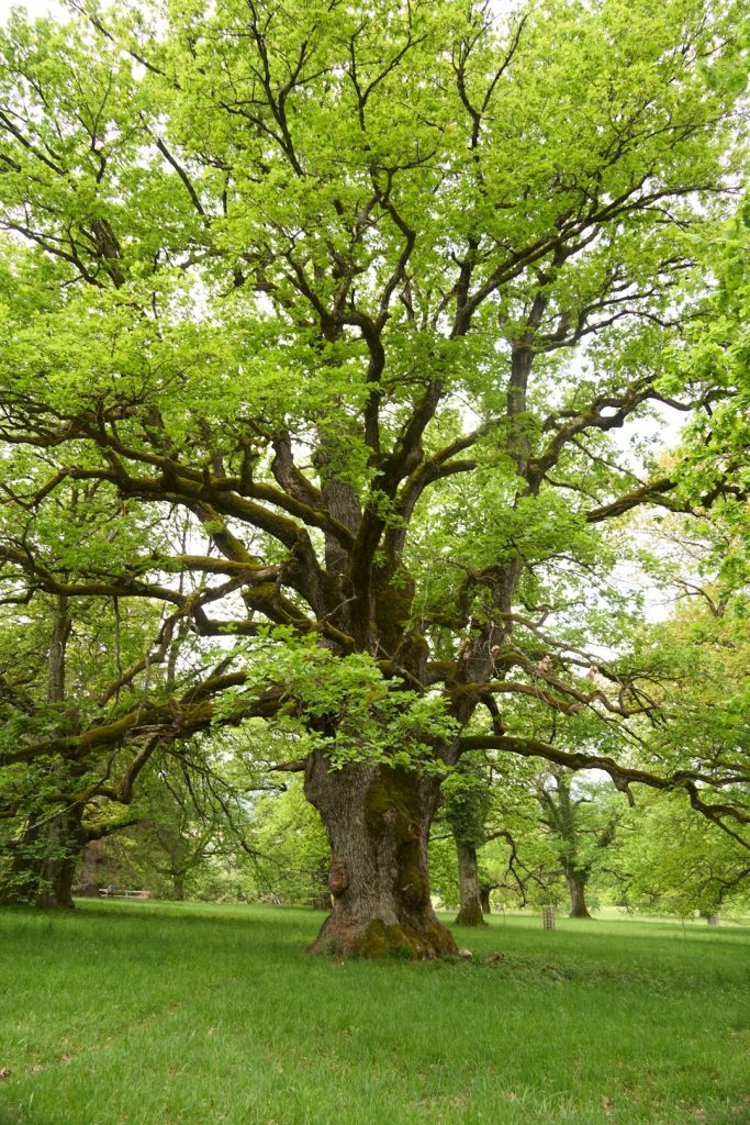 An old oak tree stands in a lush green field.